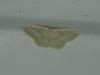 Idaea subsericeata